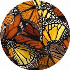 All Butterfly